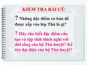 Bài giảng Sinh học Lớp 8 - Bài 49: Đa dạng của lớp thú bộ dơi, bộ cá voi