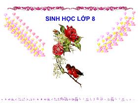 Bài giảng Sinh học Lớp 8 - Tiết 13: Máu và môi trường trong cơ thể