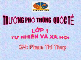 Giáo án Tự nhiên và xã hội Lớp 1 - Bài 23: Cây hoa - Phạm Thị Thuý