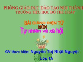 Bài giảng Tự nhiên và xã hội Lớp 1 - Tuần 29, Bài 29: Nhận biết cây cối và con vật - Nguyễn Thị Nhật Nguyệt