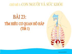 Bài giảng Tự nhiên & Xã hội 2 Sách Kết nối tri thức - Chủ đề 5: Con người và sức khỏe - Bài 23: Tìm hiểu cơ quan hô hấp (Tiết 1) - Trần Thị Long